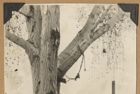 Girl on a tire swing (ddr-densho-542-169)