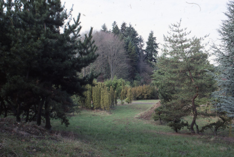 Yews near straight road (ddr-densho-354-1075)