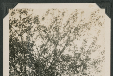 woman in coat (ddr-densho-378-519)