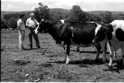Robert H. Foote and William Kochiyama with cows (ddr-densho-1007-1240)