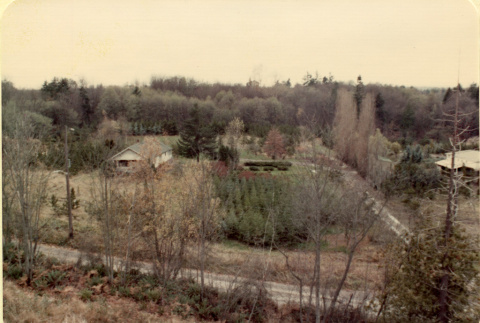 Looking west into subject across 55th Avenue S; shows both nursery stock and natural vegetation (ddr-densho-354-1582)