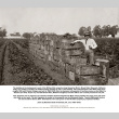 Man standing by crates of produce in field (ddr-ajah-6-710)