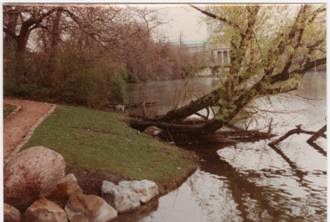 Tree leaning into lake (ddr-densho-377-2131)