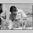 Japanese American examining guayule plants (ddr-densho-151-385)