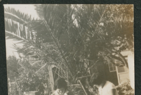 two women sitting on bench under palm (ddr-densho-378-696)