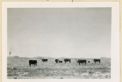 Cows standing in a field (ddr-densho-37-1628)