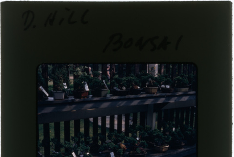 Bonsai at D. Hill Bonsai (ddr-densho-377-1047)