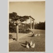 Chickens on the grounds of the Ise Grand Shrine [?] (ddr-njpa-8-21)