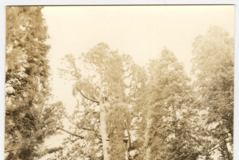 View of trees (ddr-densho-542-836)