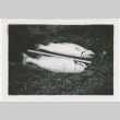 Two caught fish on ground (ddr-densho-326-16)