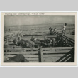 Grading and sorting hogs (ddr-densho-37-2156)