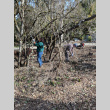 Plum Orchard Pruning volunteers (ddr-densho-354-2474)