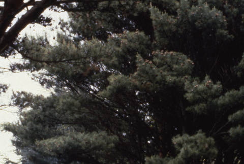 Tanyosho Pine (ddr-densho-354-1925)