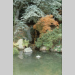 Japanese Garden pond, waterfall (ddr-densho-354-2639)