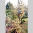 Don Brooks in tree (ddr-densho-354-1734)