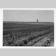 Field of vegetables planted by students (ddr-fom-1-909)