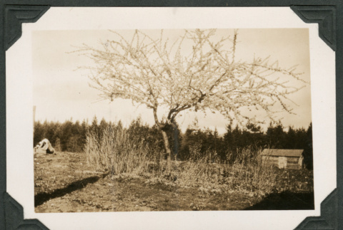 Photo of a blooming plum tree (ddr-densho-483-300)