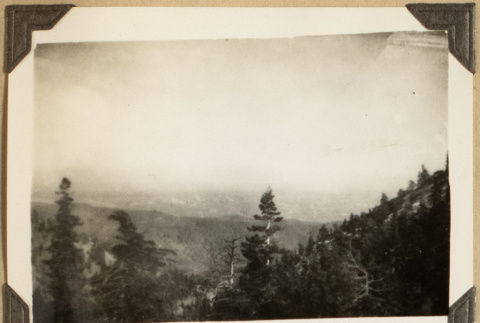 View of a California forest (ddr-densho-542-467)
