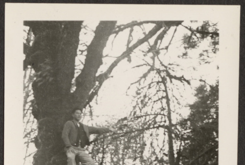 Man standing on a tree (ddr-densho-287-74)