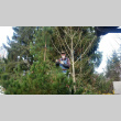 Volunteer pruning tree (ddr-densho-354-2456)