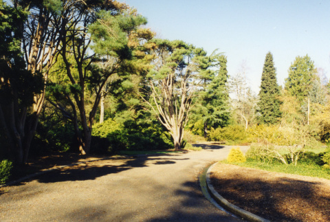 Driveway bordered by trees and curbed beds (ddr-densho-354-825)