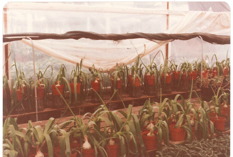 Onion plants (ddr-densho-441-54)