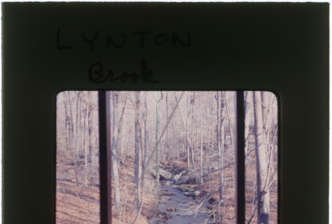 Brook at the Lynton project (ddr-densho-377-1233)