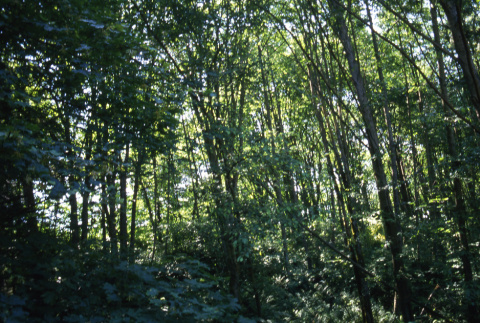 Alder woods (ddr-densho-354-1097)