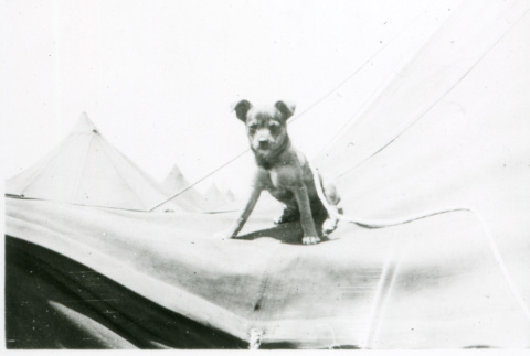 Dog and tent (ddr-densho-1007-787)