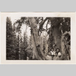 Two girls and two women by tree (ddr-densho-409-41)