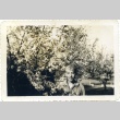 Herbert K. Yanamura standing next to a flowering tree (ddr-densho-22-401)