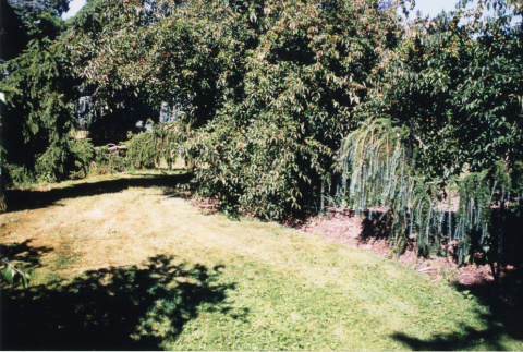Lawn walk developed through former nursery stock area (ddr-densho-354-734)