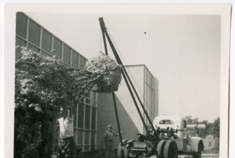 Moving a tree (ddr-densho-377-2152)
