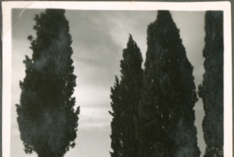 View of trees (ddr-densho-201-479)