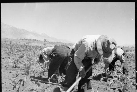 Japanese Americans working in field (ddr-densho-151-391)