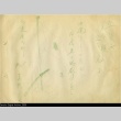 Calligraphy done by a Japanese prisoner of war (ddr-densho-179-197)
