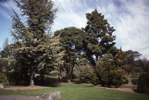 Trees in the Garden (ddr-densho-354-896)