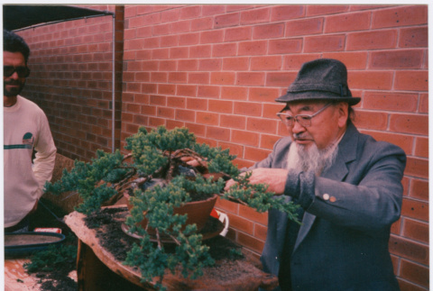 Kaneji Domoto sculpting a bonsai tree (ddr-densho-377-1722)