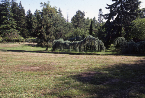 Lawn with a dragon tree, Japanese Garden Hedge to left (ddr-densho-354-1386)