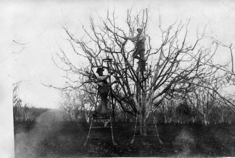 [Apple tree pruning] (ddr-csujad-56-260)