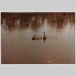 Geese in pond (ddr-densho-377-2128)
