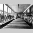 Dairy barn (ddr-densho-46-1)