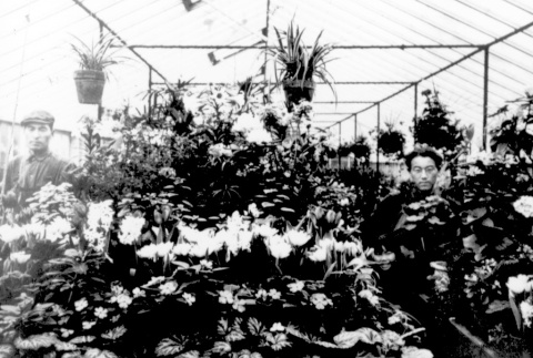 Two men in a greenhouse (ddr-densho-33-4)