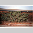 Tree on wall (ddr-densho-377-2364)
