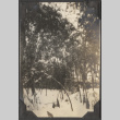Bamboo in snow (ddr-densho-432-105)