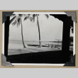 Palm trees next to a dock (ddr-densho-404-263)