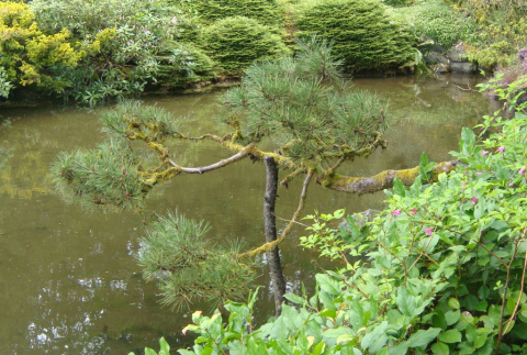 Pine bough at Japanese Garden (ddr-densho-354-2814)