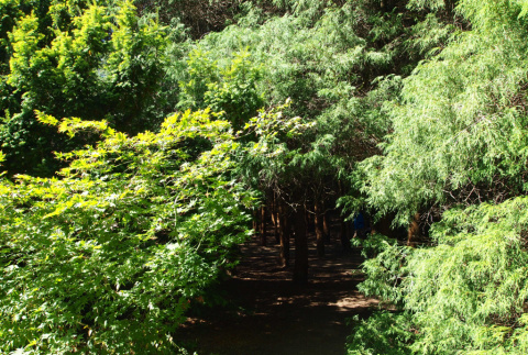 Entrance to Sawara Cypress grove (ddr-densho-354-2847)
