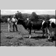 Robert H. Foote and William Kochiyama with cows (ddr-densho-1007-1240)