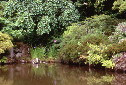 Pond with flowers blooming (ddr-densho-354-884)